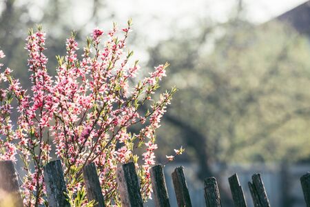A blooming tree in a spring garden with pink flowersの写真素材