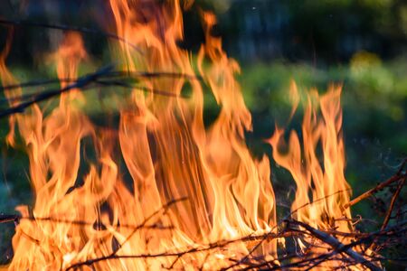 Burning dry brushwood in the fireの写真素材