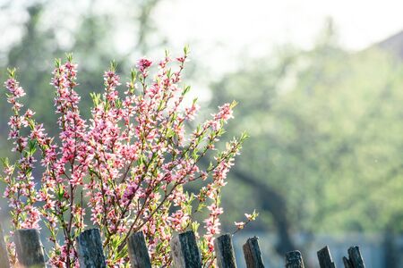 A blooming tree in a spring garden with pink flowersの写真素材