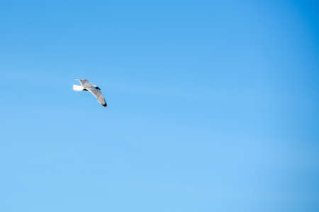 Seagull soars through the sky.のeditorial素材