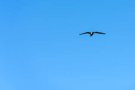 Seagull soars through the sky.のeditorial素材