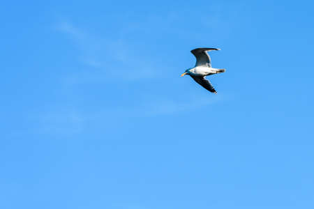 Seagull inflight with solid blue sky backgroundのeditorial素材