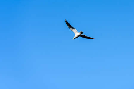 Seagull soars through the sky.のeditorial素材
