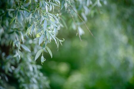 green weeping willow leaves texture backgroundの写真素材