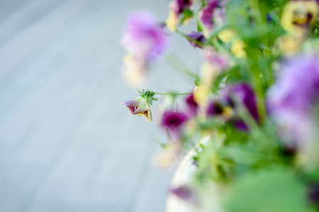Violet flowers in a city flower bed in soft blurry focusの写真素材