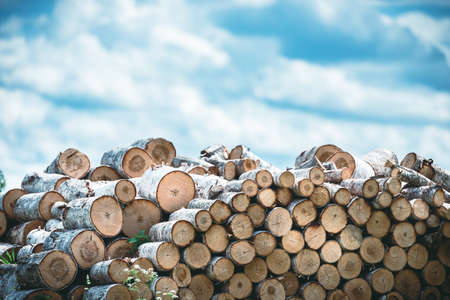 Firewood, birch logs on the background of the sky. Rural landscape.
