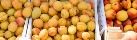 Apricots on the market counter-harvest seasonの写真素材