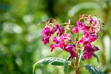 Red wildflowers on a green summer backgroundの写真素材