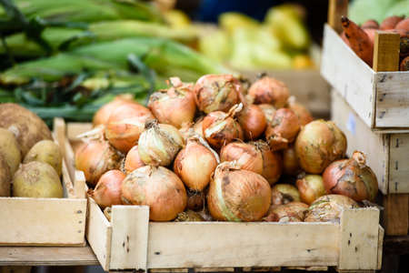 Onion on the market counter-harvest seasonの写真素材