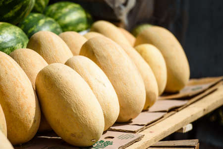 Melons ripe on the market counter-harvest seasonの写真素材