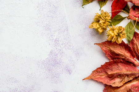 Red autumn leaves on a light background - top view. Frame and copy space