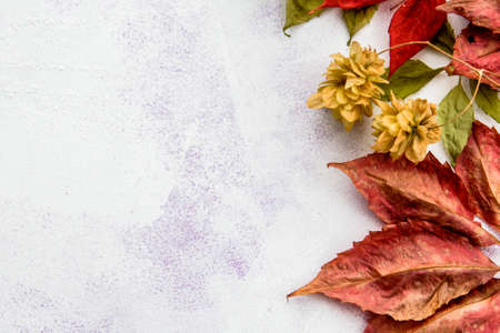 Red autumn leaves on a light background - top view. Frame and copy spaceの写真素材
