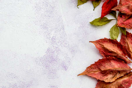 Red autumn leaves on a light background - top view. Frame and copy spaceの写真素材