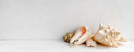 Delicate vintage sea background - seashells on the table. Elegant banner and copy space.の写真素材