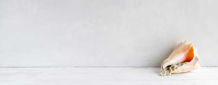 Delicate vintage sea background - seashells on the table. Elegant banner and copy space.の写真素材