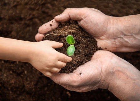 Children's and adult hands plant a young seedling in the ground. top view.の写真素材