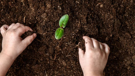 Children's hands plant a young seedling in the ground. top view.の写真素材