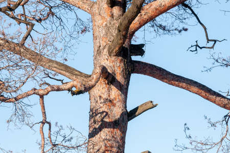 Pine trunk close-up in spring against the skyの写真素材