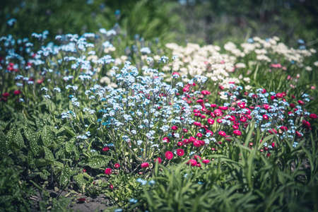 Small flowers on the flower