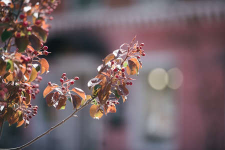A branch with red berries on the background of an old house