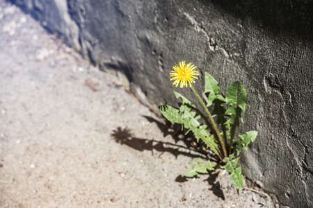 Dandelion flower grows through asphaltの写真素材