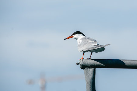 Seagull on the river bank
