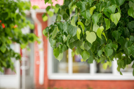 A branch of linden tree leaves on an urban backgroundの写真素材