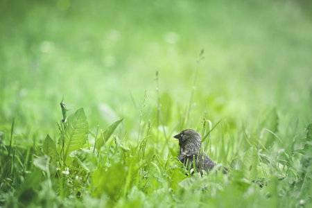 bird sitting in the green grassの写真素材