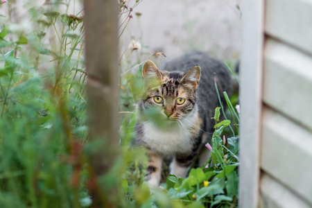 A street cat looks at the camera from the bushes