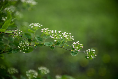 A branch of a bush with white flowers on a green natural background