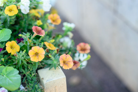 Petunia flowers in a city flower bed close-upの写真素材