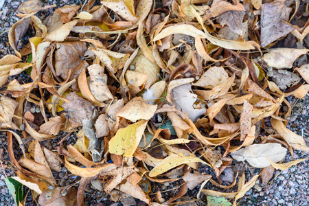 autumn dry leaves background patternの写真素材