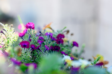 Petunia flowers in a city flower bed close-upの写真素材