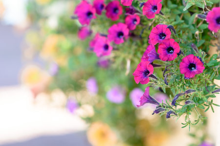 Petunia flowers in a city flower bed close-upの写真素材