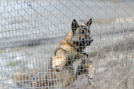 Dog in an enclosure behind a fence mesh in out of focusの写真素材