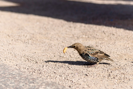 A starling bird in the city on the parapetの写真素材
