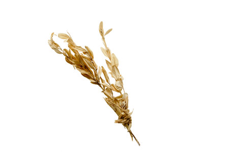 Dry plant branch on transparent background for insertionの写真素材
