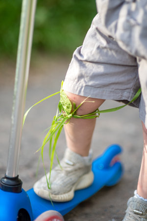 A child's knee, bandaged with the medicinal herb plantain during a walk.の写真素材