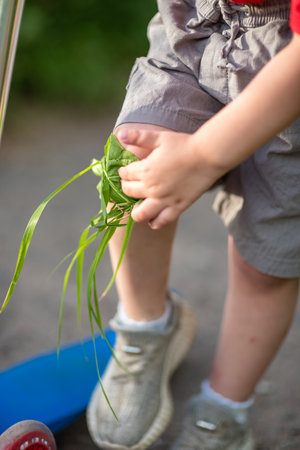 A child's knee, bandaged with the medicinal herb plantain during a walk. Treatment with folk natural remedies.の写真素材