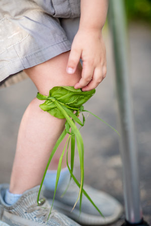 A child's knee, bandaged with the medicinal herb plantain during a walk.の写真素材