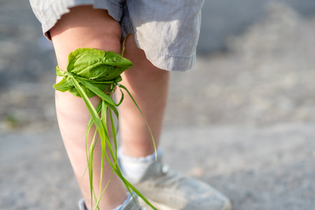 A child's knee bandaged with the medicinal herb plantain during a walkの写真素材