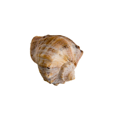 Large sea shell on a white isolated backgroundの写真素材