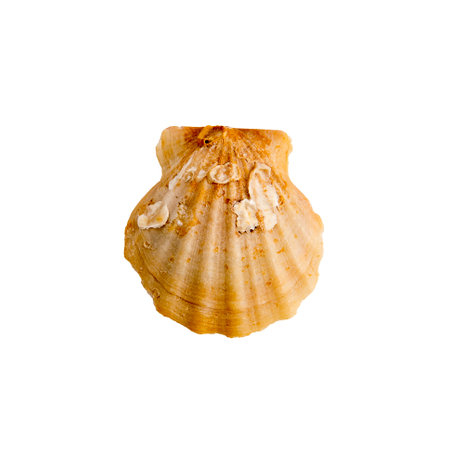 A clam shell on a white isolated backgroundの写真素材