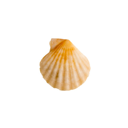 A clam shell on a white isolated backgroundの写真素材