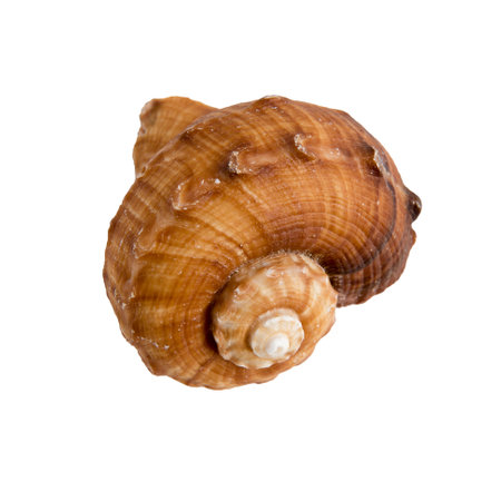 Large sea shell on a white isolated backgroundの写真素材