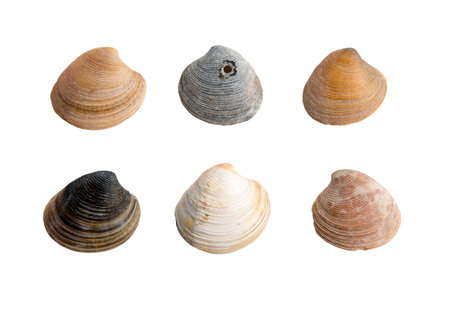 A set of clam shells on a white isolated backgroundの写真素材