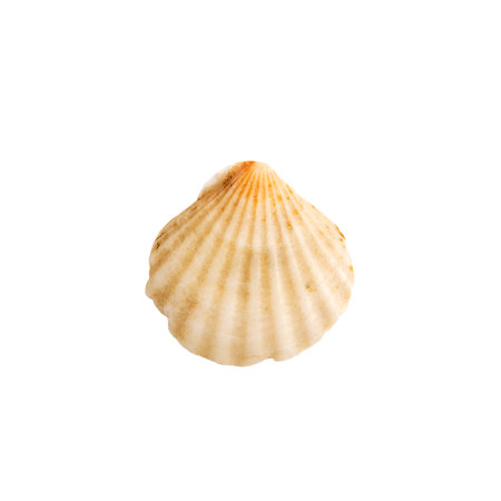Beautiful marine clam shell on a white isolated backgroundの写真素材