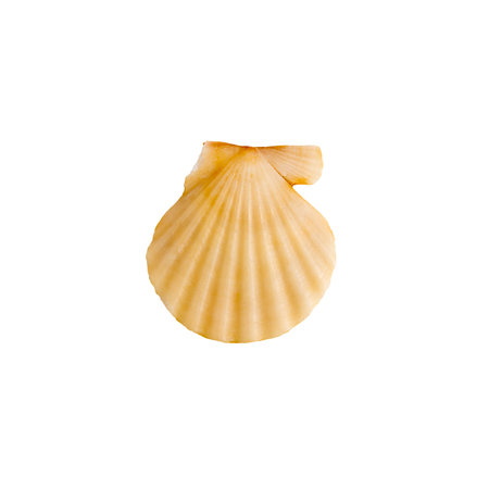 A clam shell on a white isolated backgroundの写真素材
