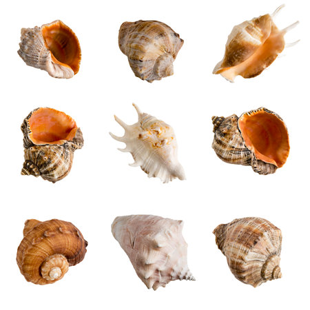 set of clam shells on a transparent backgroundの写真素材