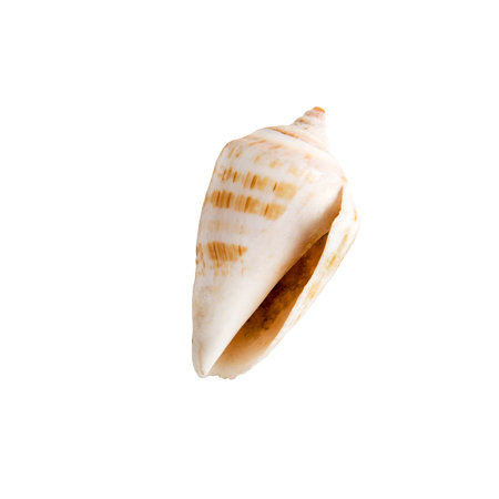 Beautiful marine shell on a white isolated backgroundの写真素材